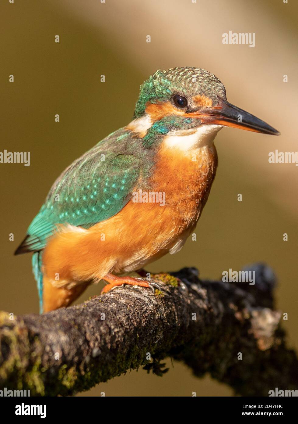 Kingfisher Foto Stock