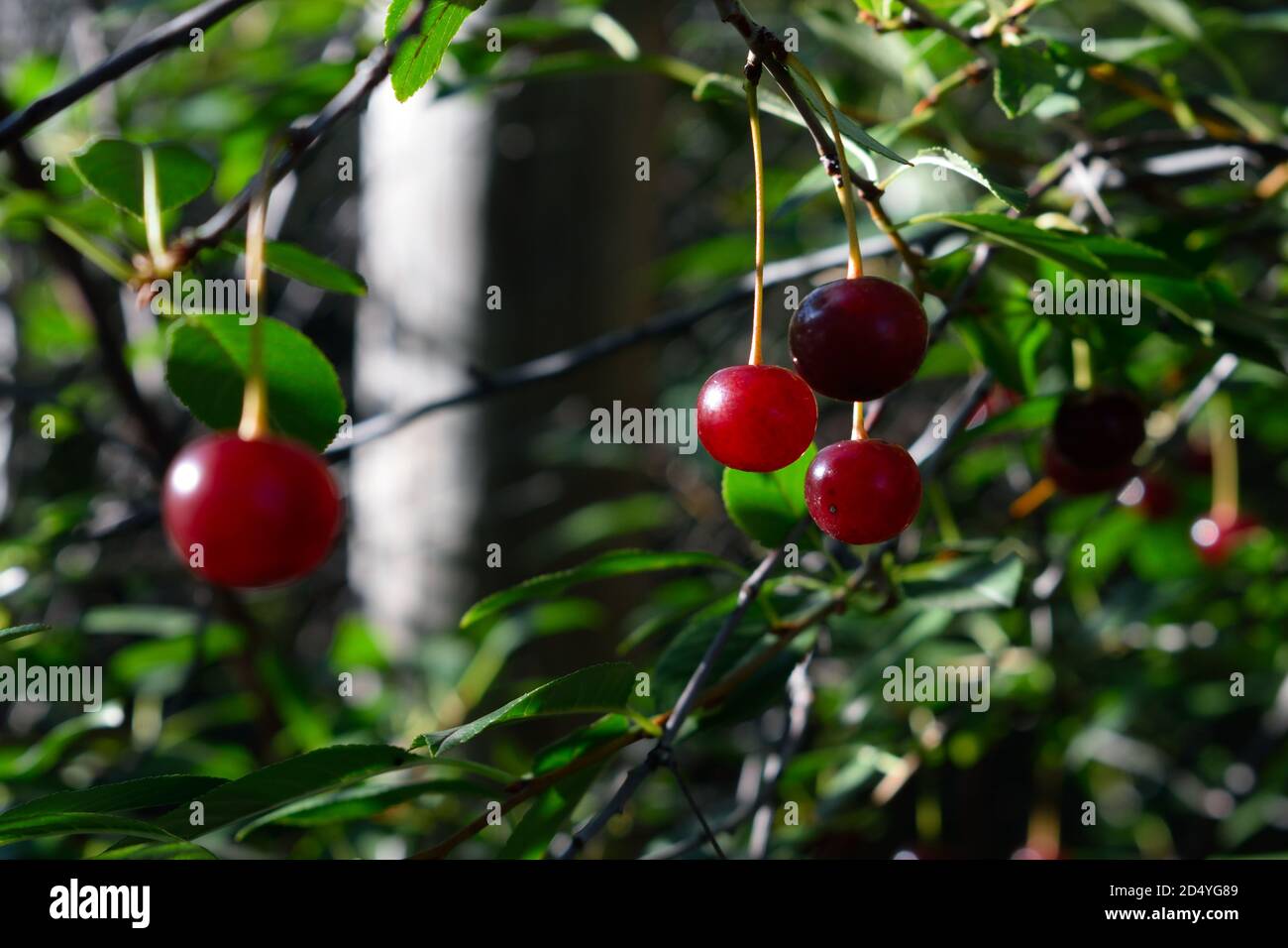 Ciliegie rosse mature che crescono in Siberia Foto Stock