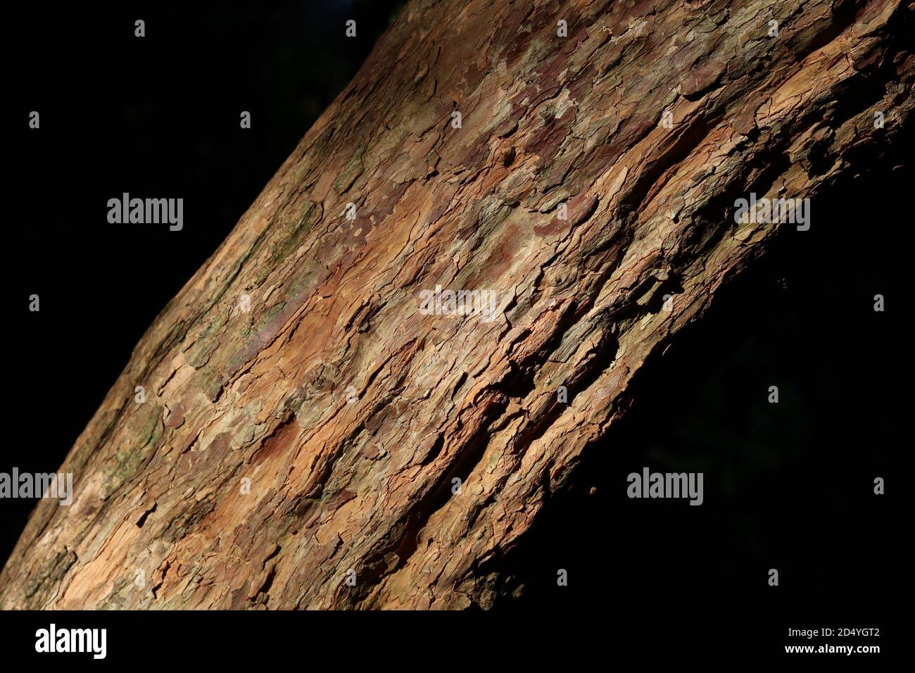 Bellissimo tronco di alberi gnarled che mostra dettagli di corteccia su sfondo scuro Foto Stock