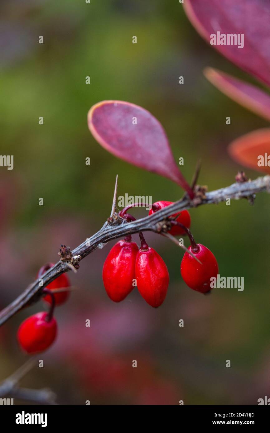 Primo piano del ramo di Berberis thunbergii con frutta. Foto Stock