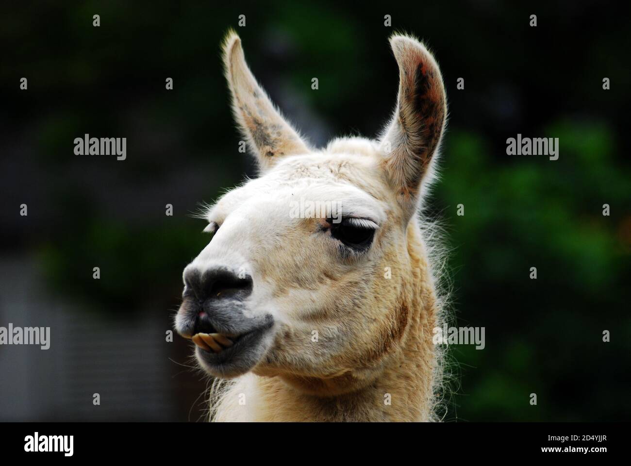 Lama bianca (lama glama), testa ravvicinata, orecchie, muso e occhi domesticated camelide sudamericano ampiamente utilizzato come un animale da imballaggio & per la sua lana e carne Foto Stock