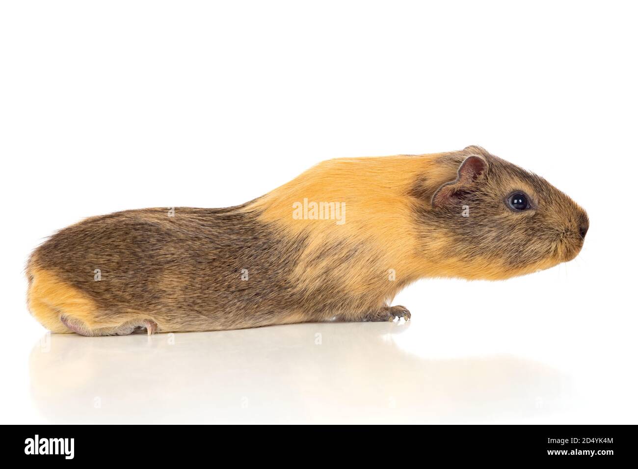 Marrone e giallo Guinea Pig isolato su sfondo bianco Foto Stock