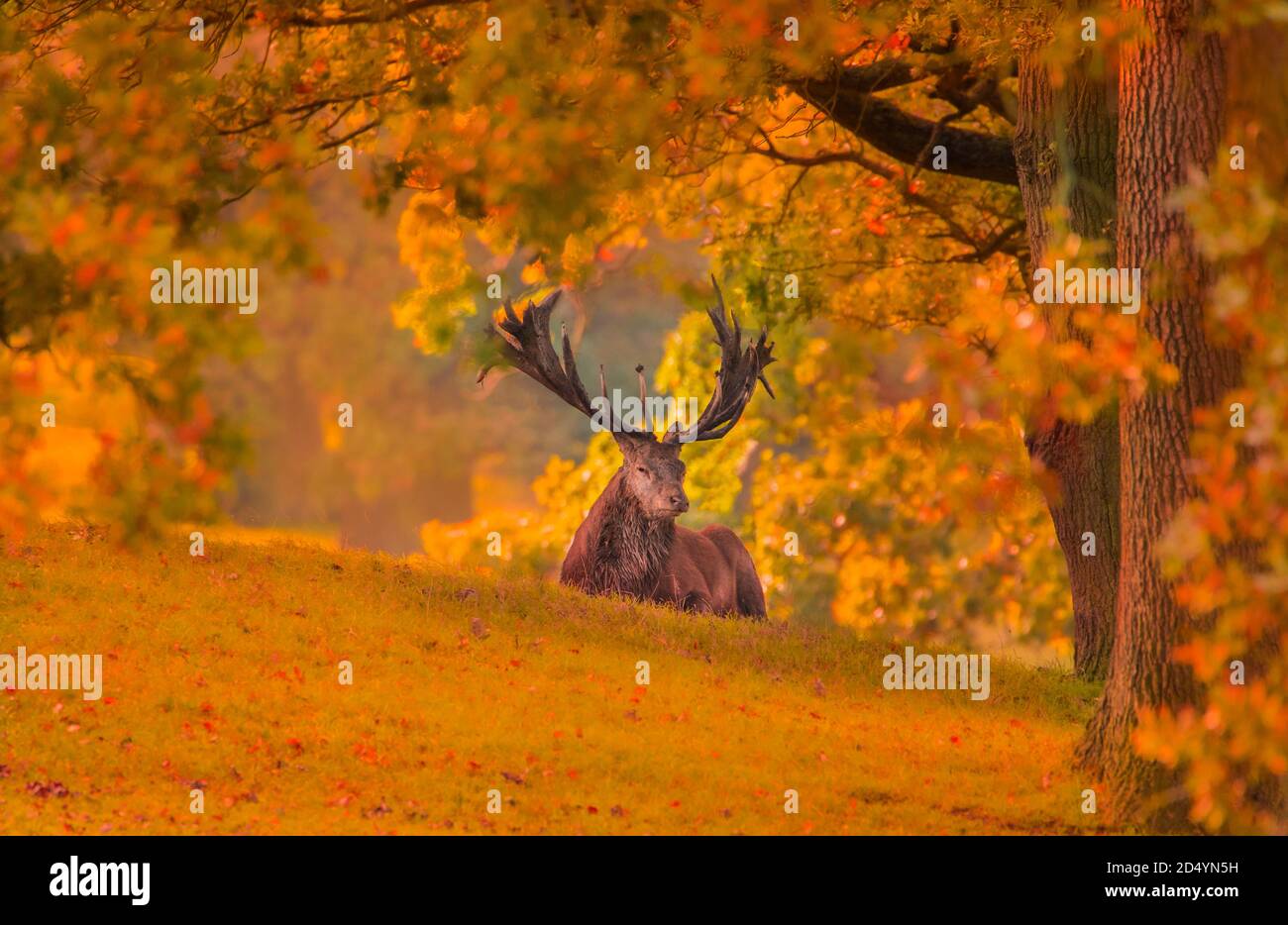 Red Deer Stag, Woburn Deer Park, autunno 2020, Bedfordshire, Regno Unito Foto Stock
