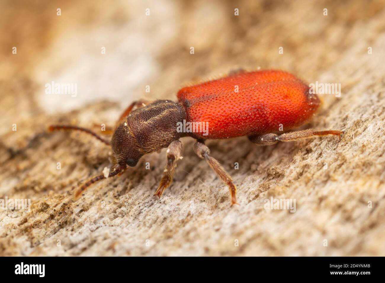 Beetle a scacchi (Zenodosus sanguineus) Foto Stock