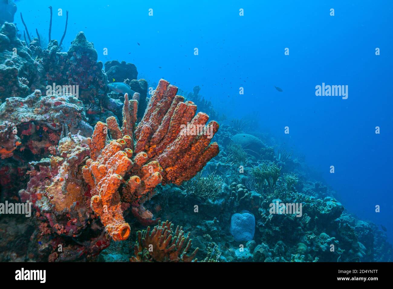 Una scogliera corallina caraibica al largo dell'isola di Bonaire Foto Stock