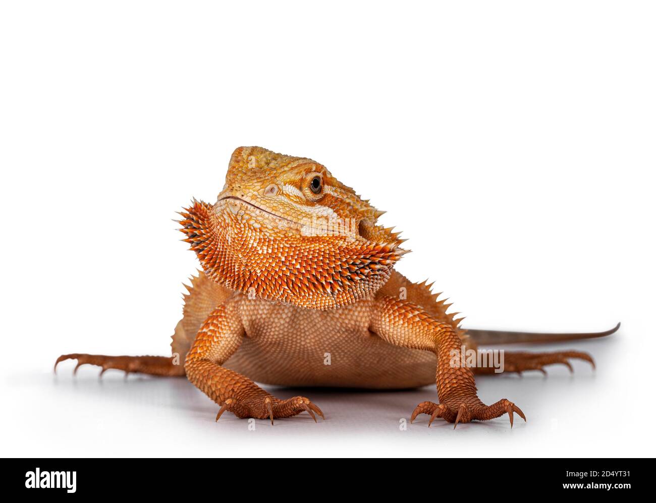 Giovane adulto arancione Bearded Dragon aka Pogona Vitticeps, in piedi di fronte con la testa girata di lato. Isolato su sfondo bianco. Foto Stock