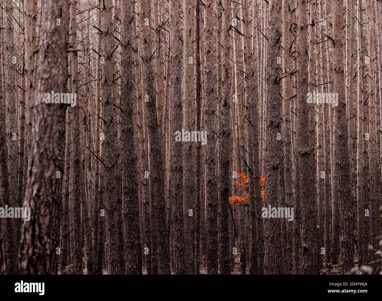 Pineta autunnale. Astratto sfondo monocromatico con alti giovani tronchi di pino sembra muro, e alcune foglie luminose tra di loro. Foto Stock