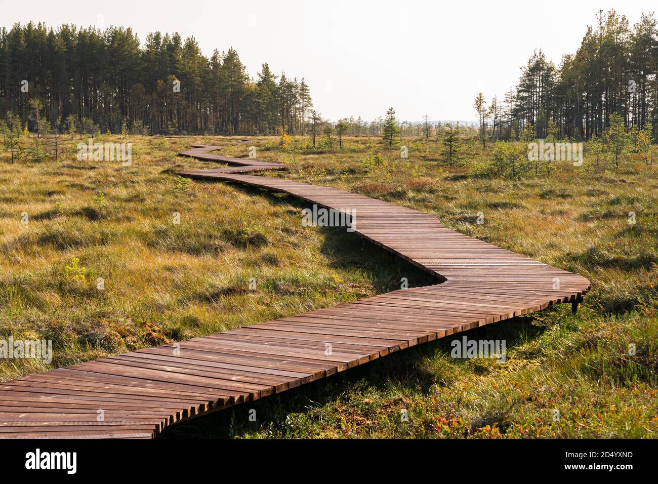 Percorso escursionistico ecologico in un parco nazionale attraverso paludi di torba, percorso in legno attraverso l'ambiente protetto. Luogo selvaggio a Sestroretsk, San Petersbur Foto Stock