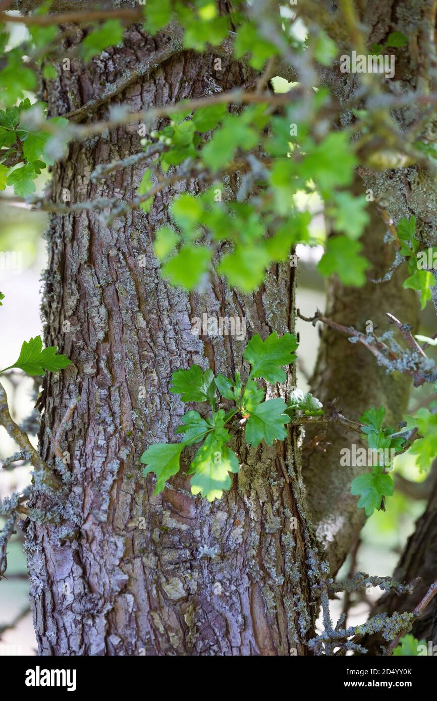 Biancospino comune, biancospino singleseato, biancospino inglese (Crataegus monogyna), tronco, Germania Foto Stock