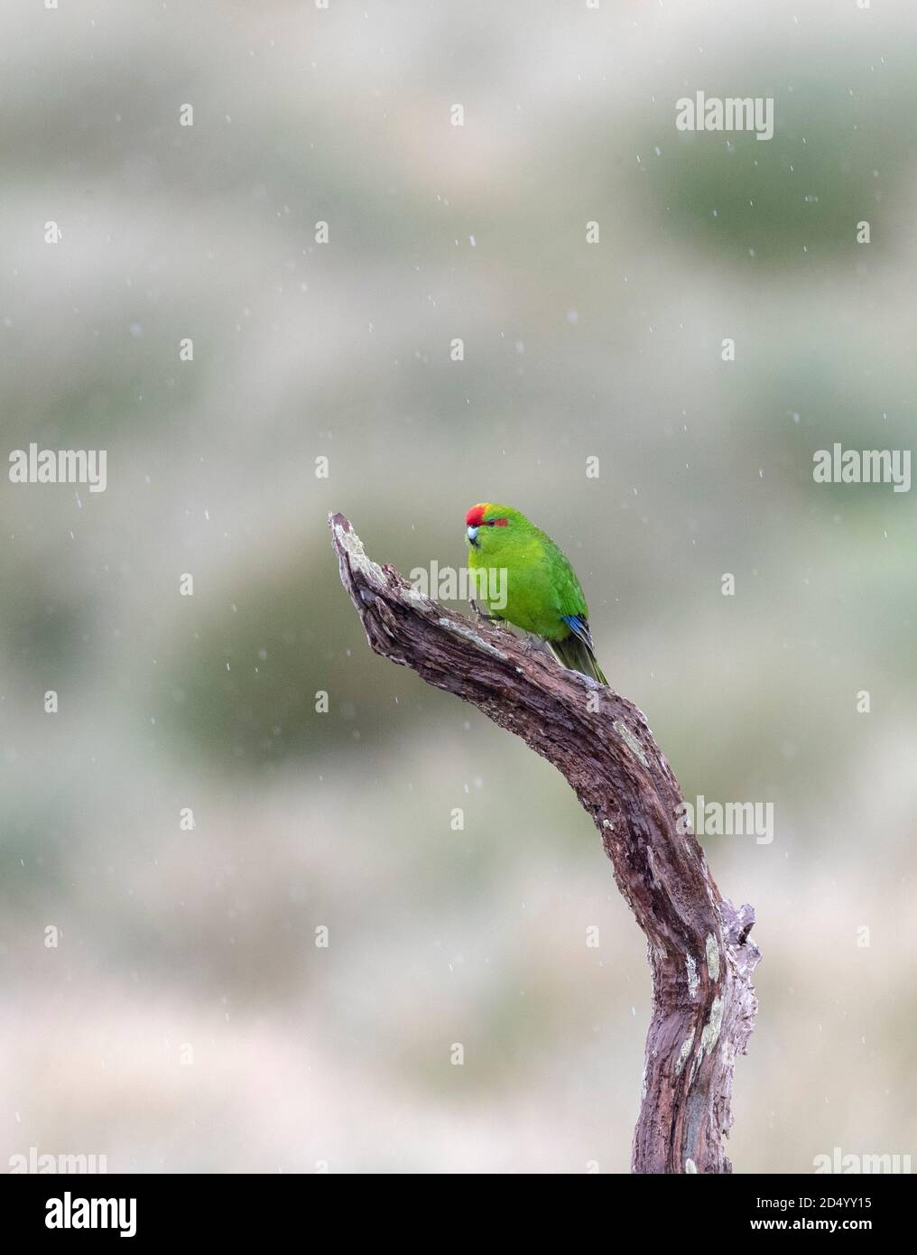 Red-fronted parakeet, Kakariki (Cyanoramphus novaezelandiae, Cyanoramphus novaezelandiae novaezelandiae), in una succursale, Nuova Zelanda, isole di Auckland, Foto Stock