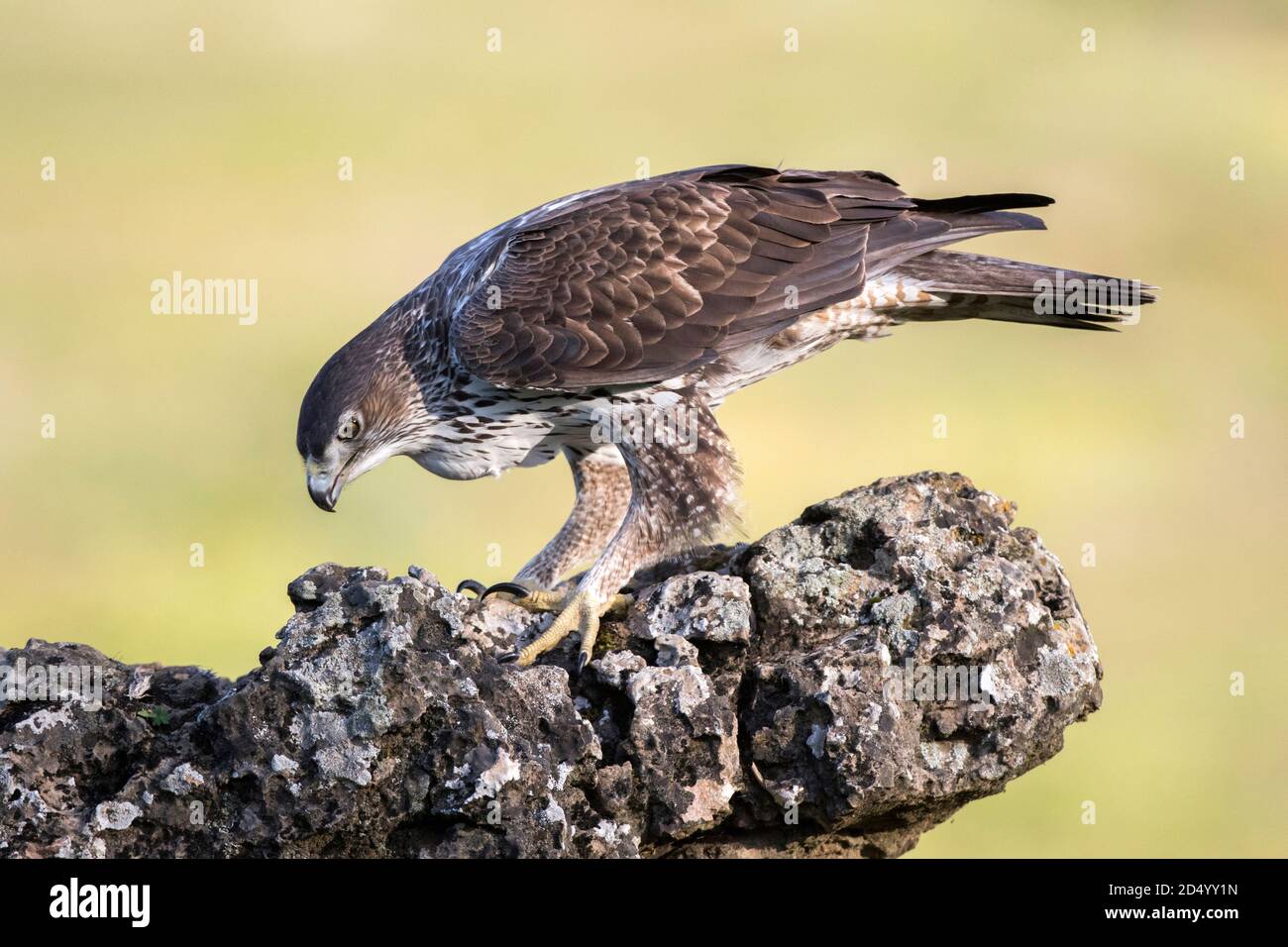 Aquila Bonellis, Aquila Bonelli (Hieraaetus fascciatus, Aquila fasciata), Adulti arroccato sulla roccia, Spagna Foto Stock