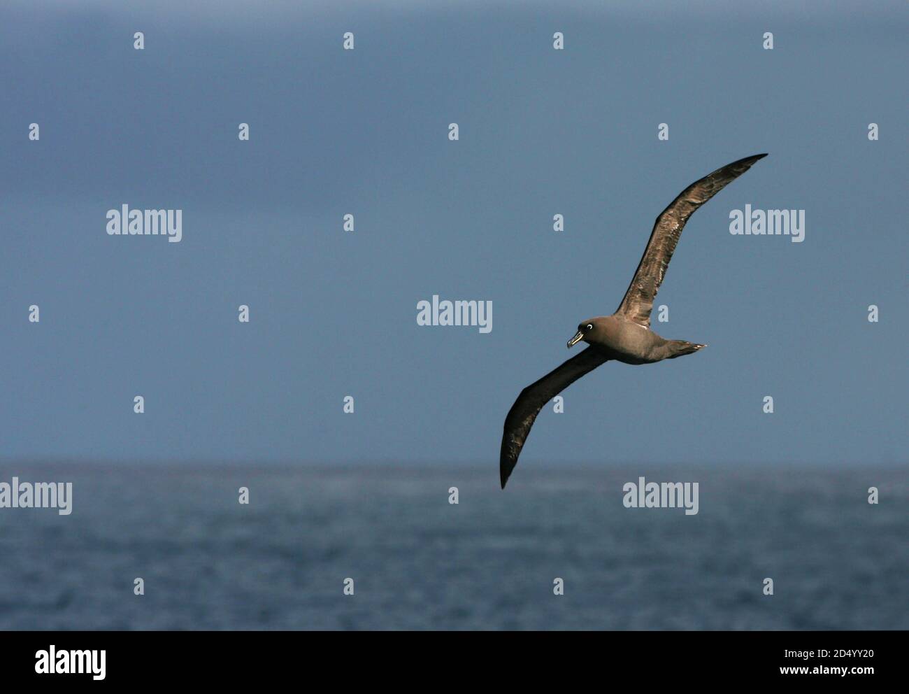 Albatross di soia (Phoebetria fusca), Adulti in volo sopra l'oceano Atlantico meridionale, Tristan da Cunha Foto Stock