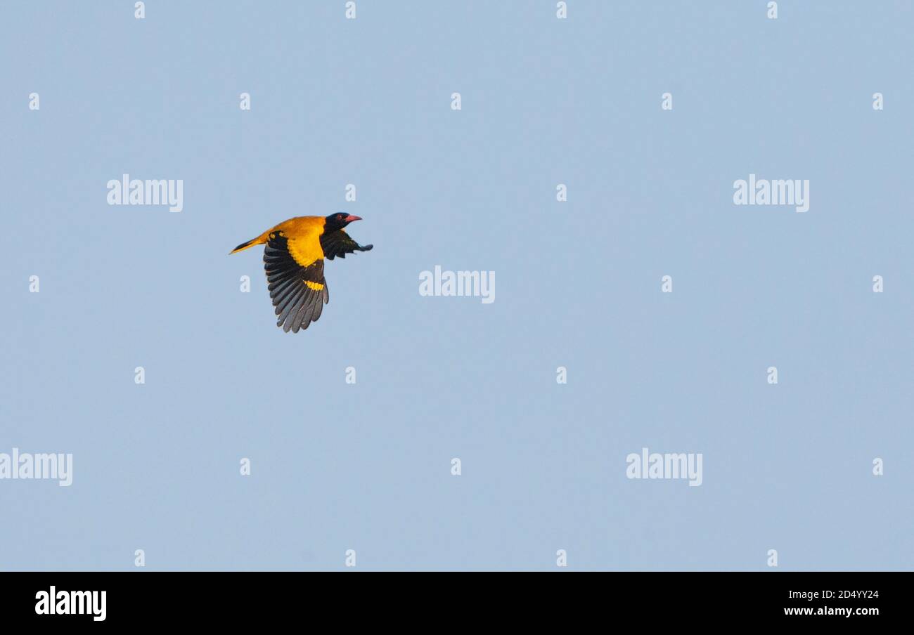 oriole asiatiche a testa nera (Oriolus xanthornus, Oriolus xanthornus xanthornus), maschio volante alto nel cielo, India, Madhya Pradesh, Bandhavgarh Foto Stock