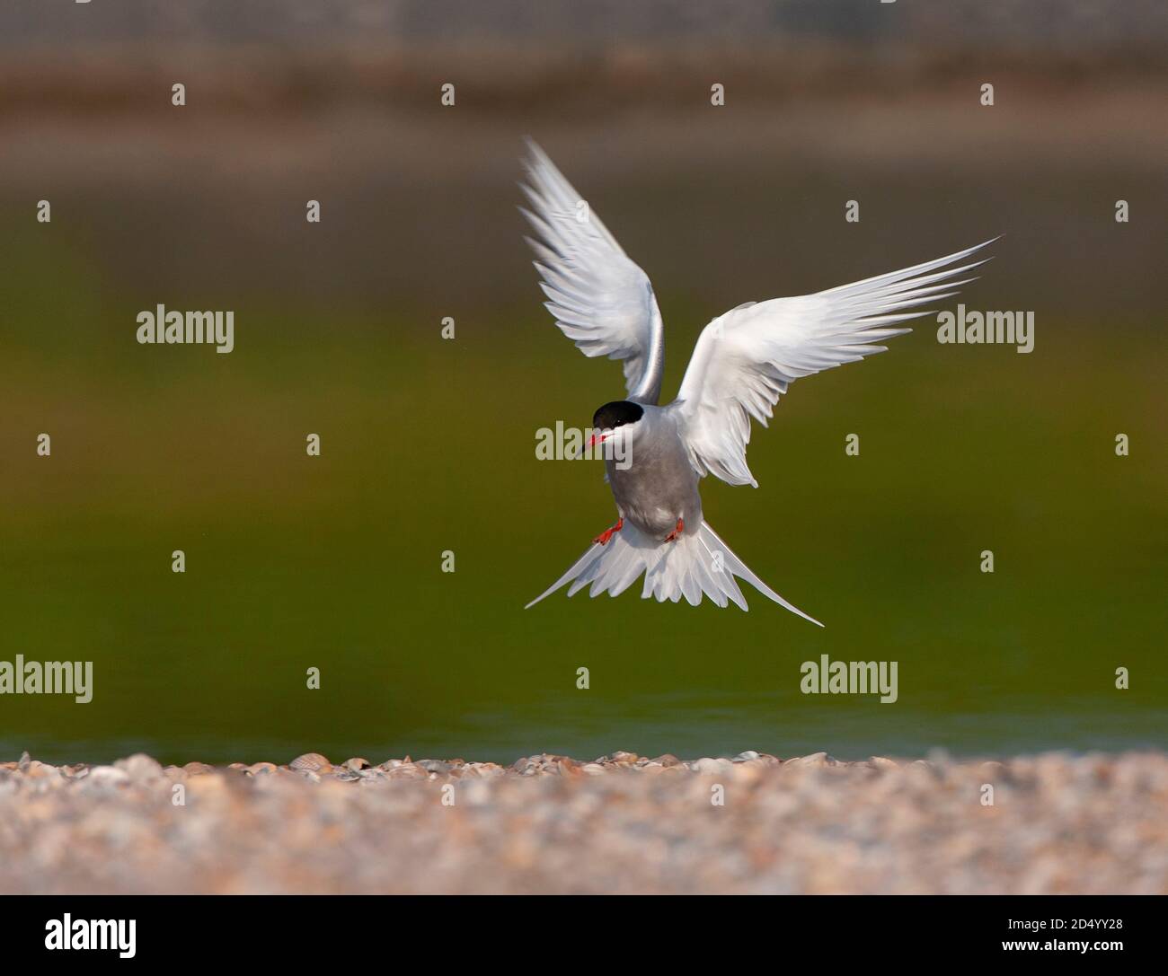 Terna comune (Sterna hirundo), atterraggio adulto, Paesi Bassi, Texel Foto Stock