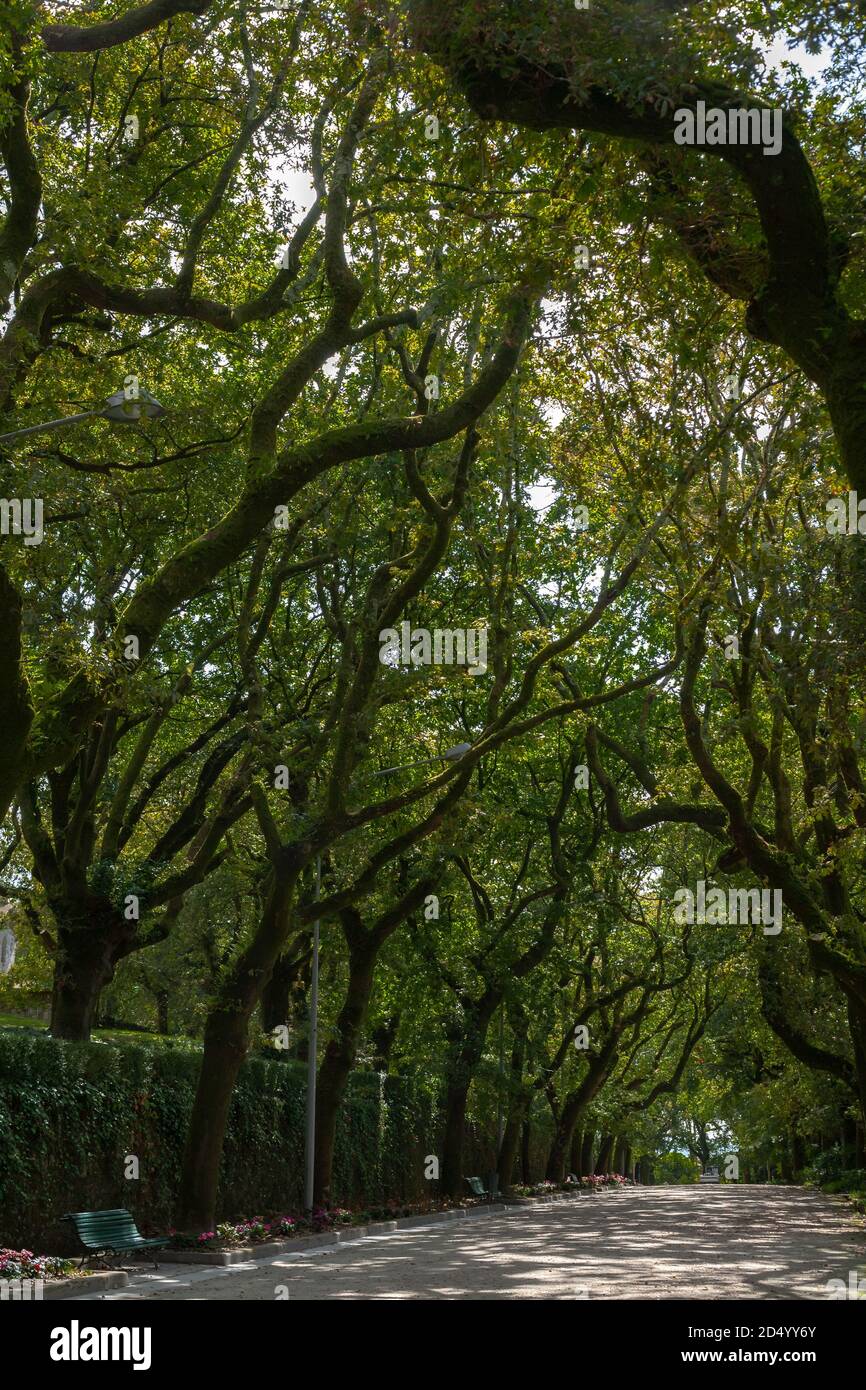 Arco di alberi in un parco a Santiago de Compostela. Esplorare la natura verde arcate alberi rami. Foto Stock