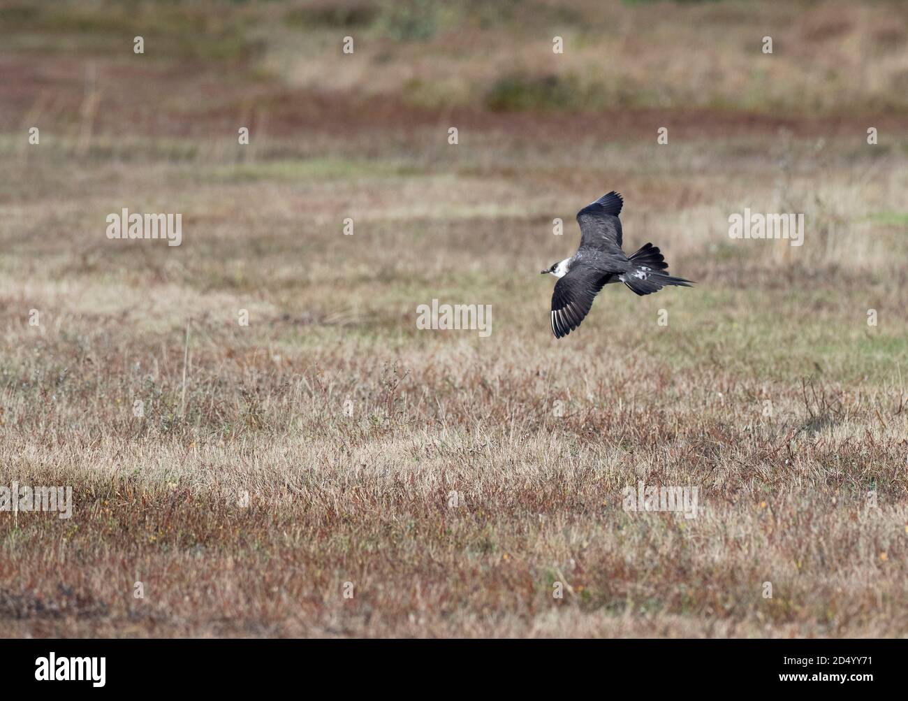 Parassita Jaeger, Artico Skua, parassita Skua (Stercorarius parassitius), formacolare adulto a piumaggio invernale, volare su un campo, mostrare ali superiori, Foto Stock