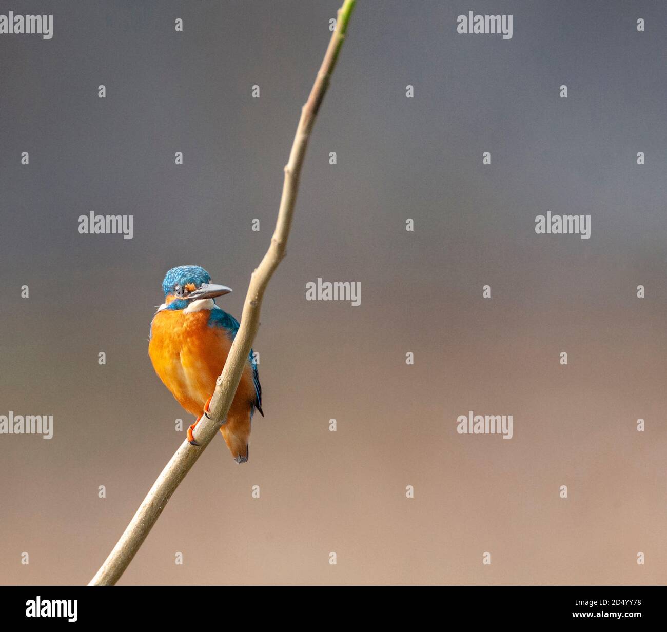 Fiume Bengala Martin pescatore (Alcedo atthis bengalensis, Alcedo bengalensis), arroccato su un ramoscello verticale, India Foto Stock