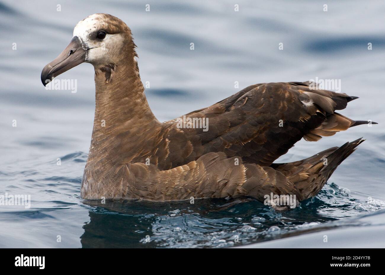 Albatross dal piede nero (Diomedea nigripes, Phoebastria nigripes), nuoto, Stati Uniti, California, Half Moon Bay Foto Stock