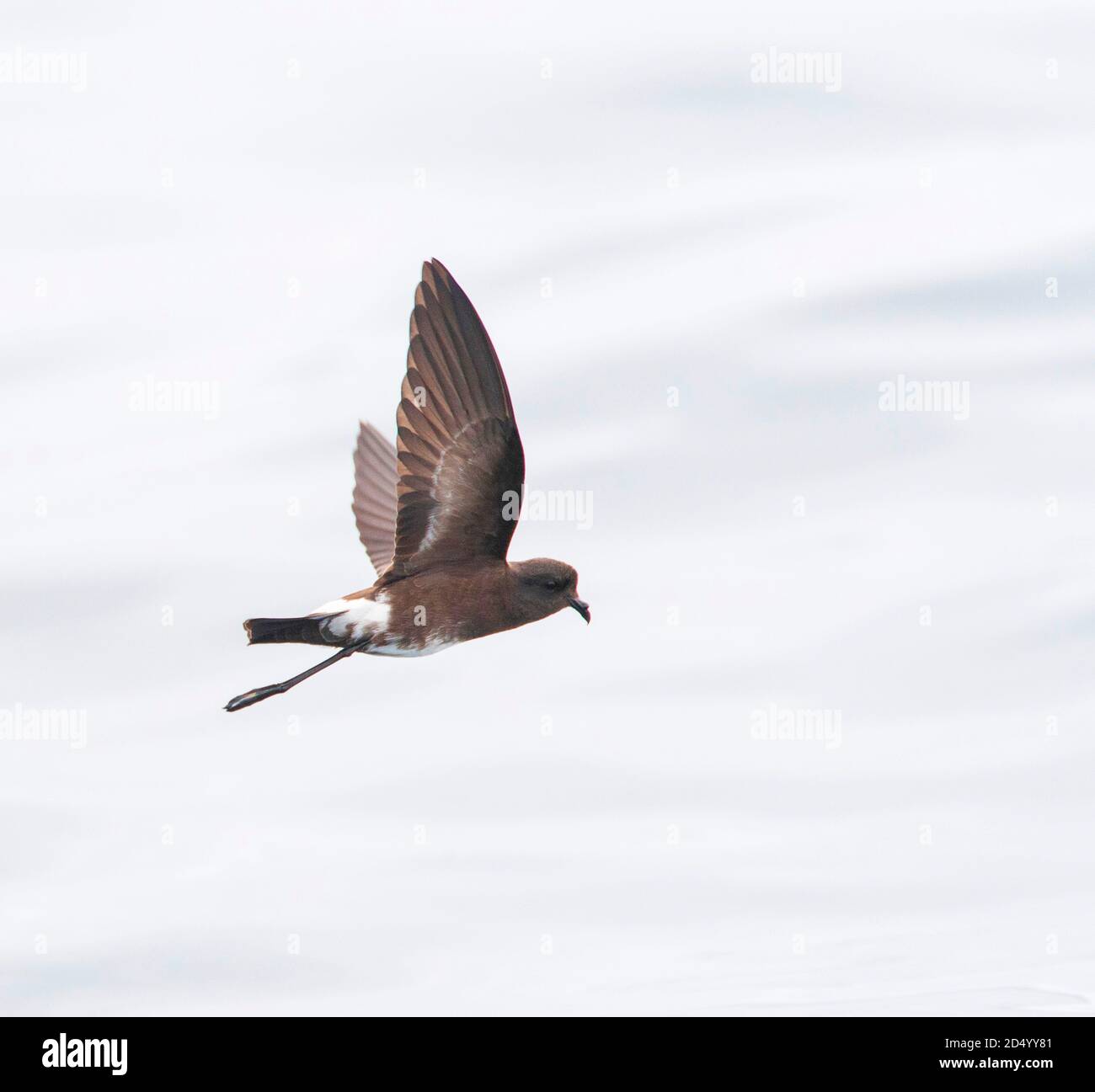 Elliot's storm petrel (Oceanites gracilis), che vola sopra la superficie del mare, tenendo ali in alto sopra il corpo e penzolanti piedi, Perù, Lima, Lima Foto Stock