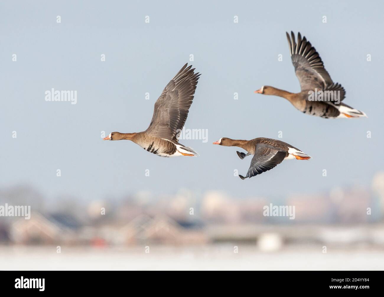 L'oca dal fronte bianco (Anser albifrons, Anser albifrons albifrons), tre uccelli in volo sul paesaggio innevato, Paesi Bassi Foto Stock