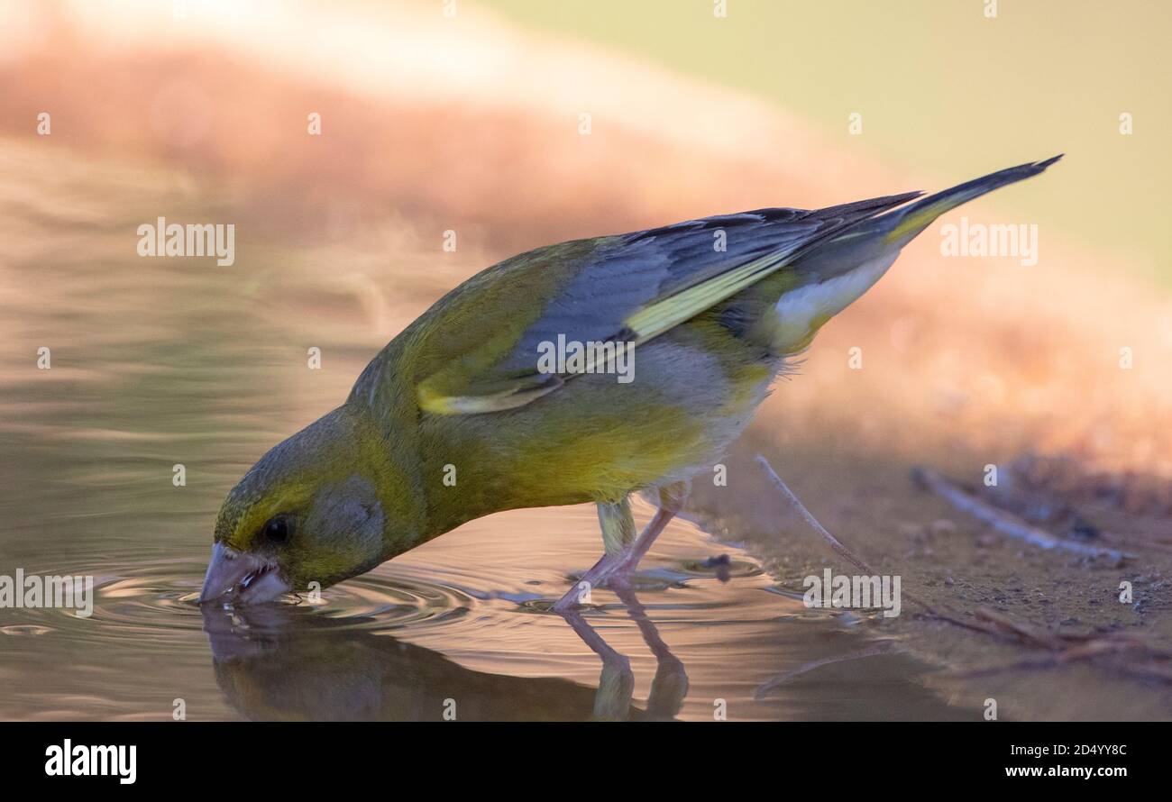 Verdino occidentale (Carduelis chloris, Chloris chloris), acqua potabile maschile, Spagna, Katalonia Foto Stock