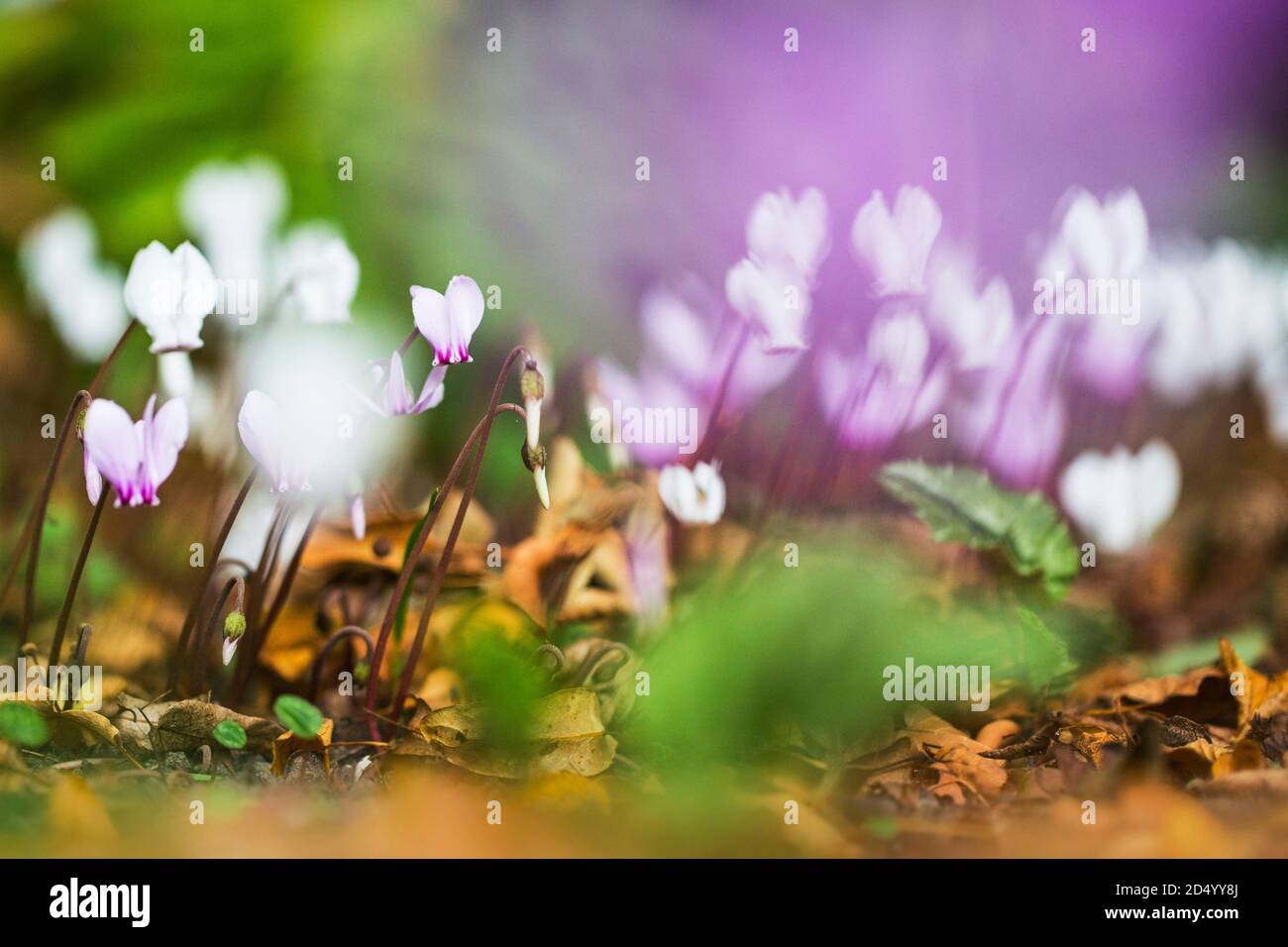 Ciclamino lievitato, ciclamino duro (ciclamino erifolium, ciclamino hederaefolium, ciclamino napolitanum), fioritura, Paesi Bassi Foto Stock