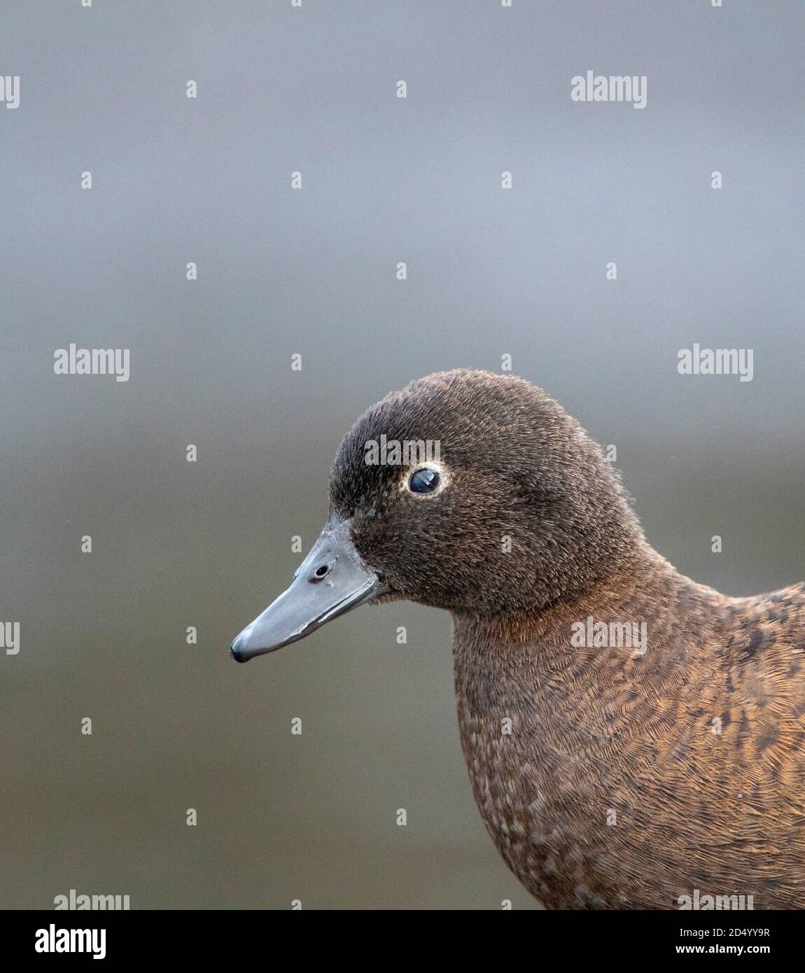 Campbell teal, Campbell Island teal (Anas nesiotis), femmina, senza luce, specie notturne di anatre endemiche al gruppo Campbell Island, Australia, Foto Stock