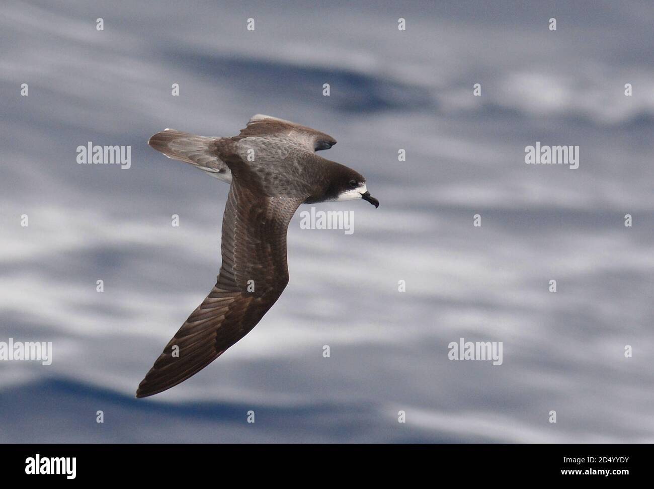 Petrel alato bianco (Pterodroma leucoptera), in volo sulle acque dell'oceano pacifico subtropicale, visto dall'alto, che mostra il modello alare superiore, nuovo Foto Stock