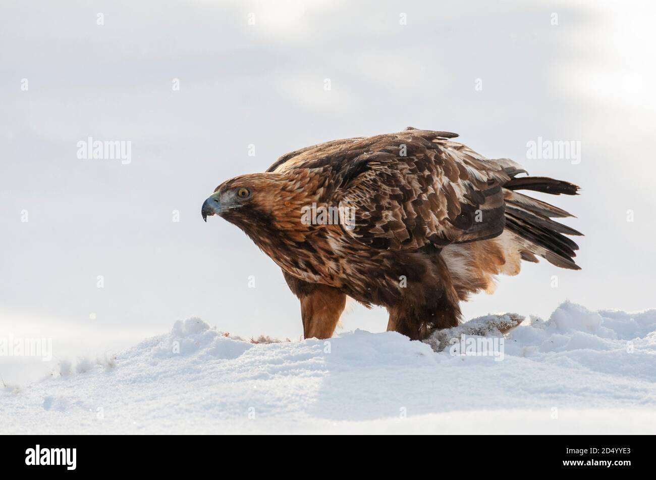 Aquila (Aquila chrysaetos), in piedi nella neve in una foresta di taiga intorno, Finlandia, Kuusamo Foto Stock