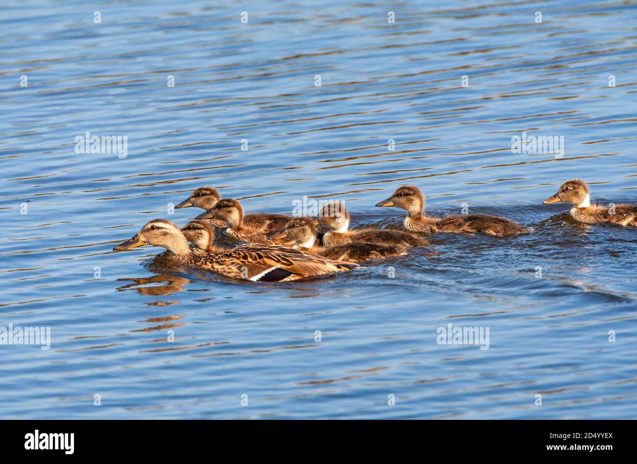 mallard (Anas platyrhynchos), femmina nel delta di Donau, nuotare con i suoi pulcini, Romania Foto Stock