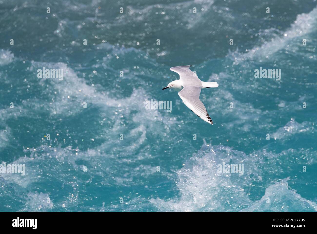 Il gabbiano di Buller (Larus bulleri, Chromicocephalus bulleri), che vola in basso sopra un fiume di colore blu e veloce, la Nuova Zelanda Foto Stock