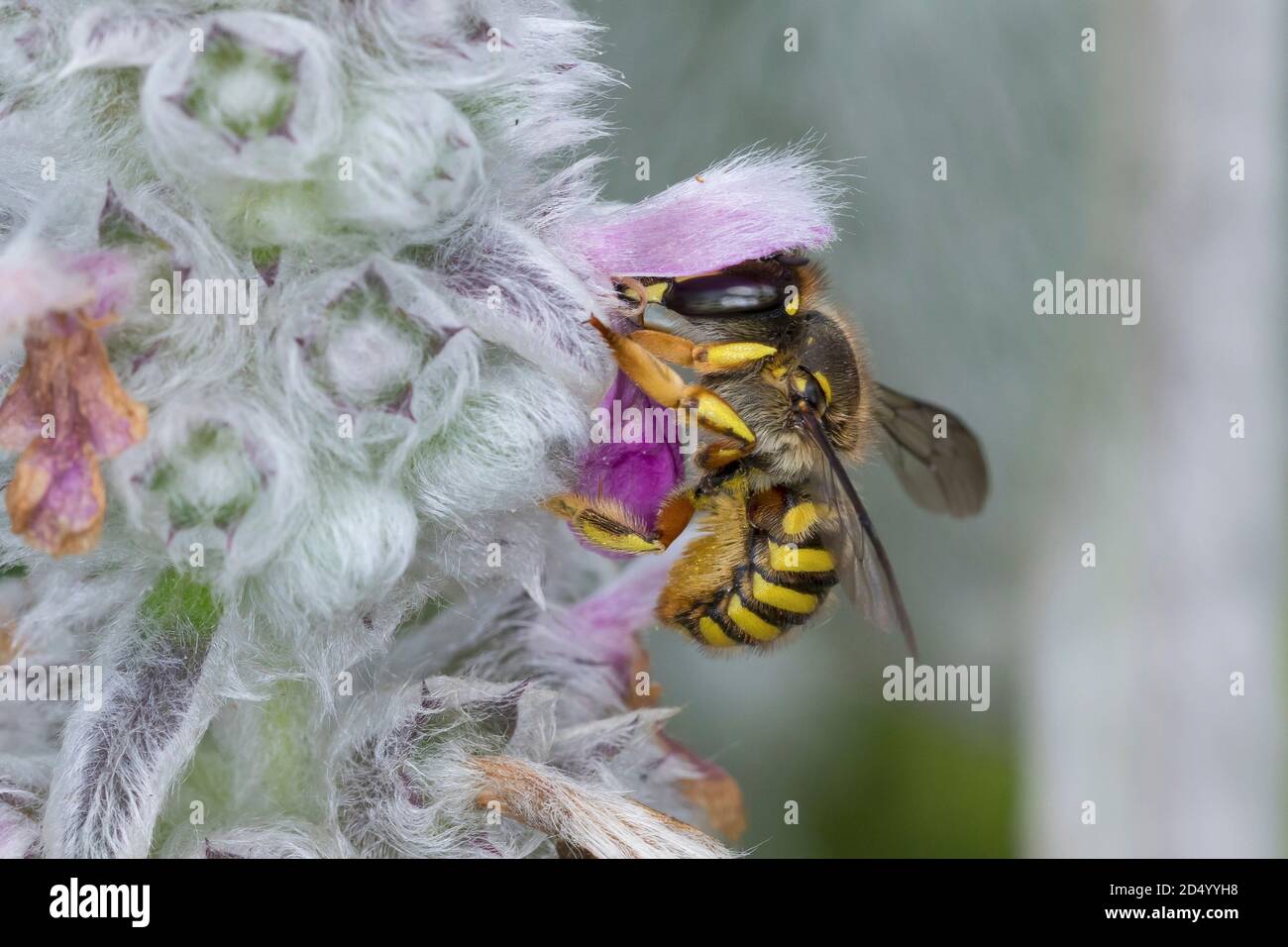Ape di lana (Anthidium manicatum, Anthidium maculatum), femmina all'orecchio di agnello (Stachys byzantina), Germania Foto Stock