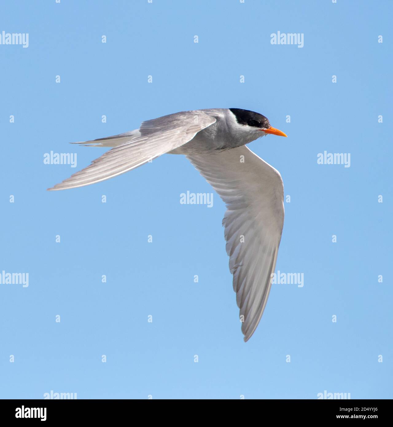 Terna nera, Tarapiroe (Chlidonias albostriatus, Sterna albostriata), in volo, Nuova Zelanda, Isola del Sud Foto Stock