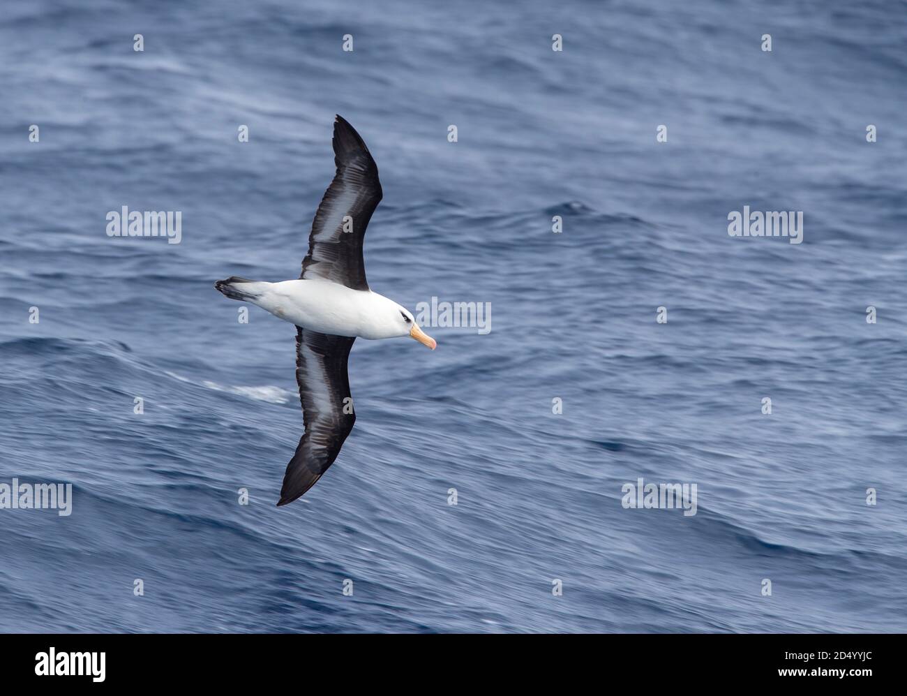 Campbell albatross, Campbell mollymawk (Thalassarche impavida), in volo sopra il Pacifico meridionale, la Nuova Zelanda, isole di Auckland Foto Stock