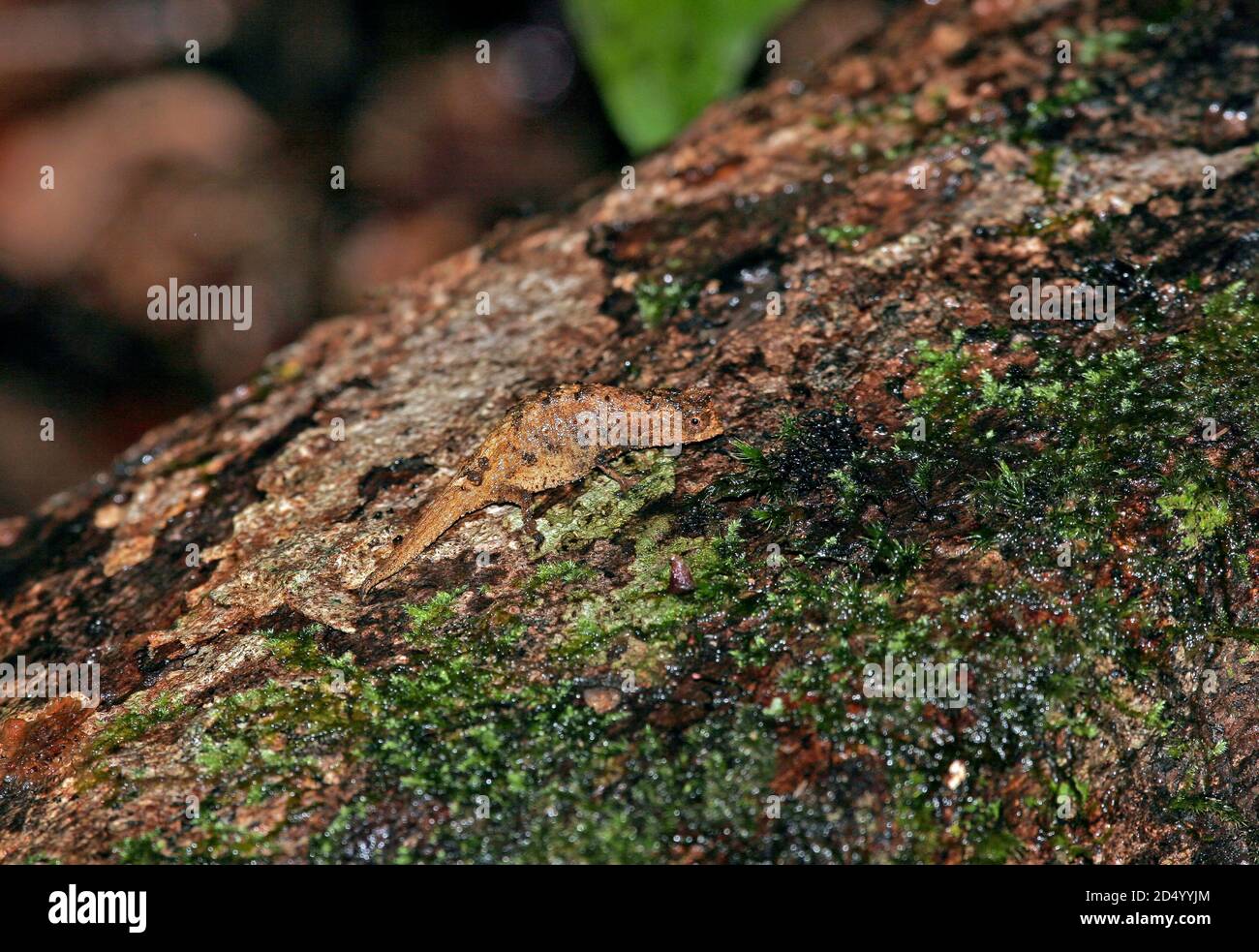 Il camaleonte pigmito di Peyrieras (Brookesia peyrierasi), adagiato su una corteccia di un albero tropicale, un camaleonte endemico e minutivo dal nord-est Foto Stock