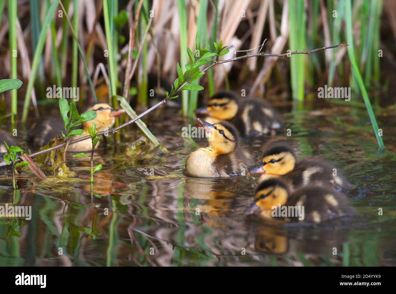 mallard (Anas platyrhynchos), anatroccoli alla ricerca di insetti da catturare, Paesi Bassi Foto Stock