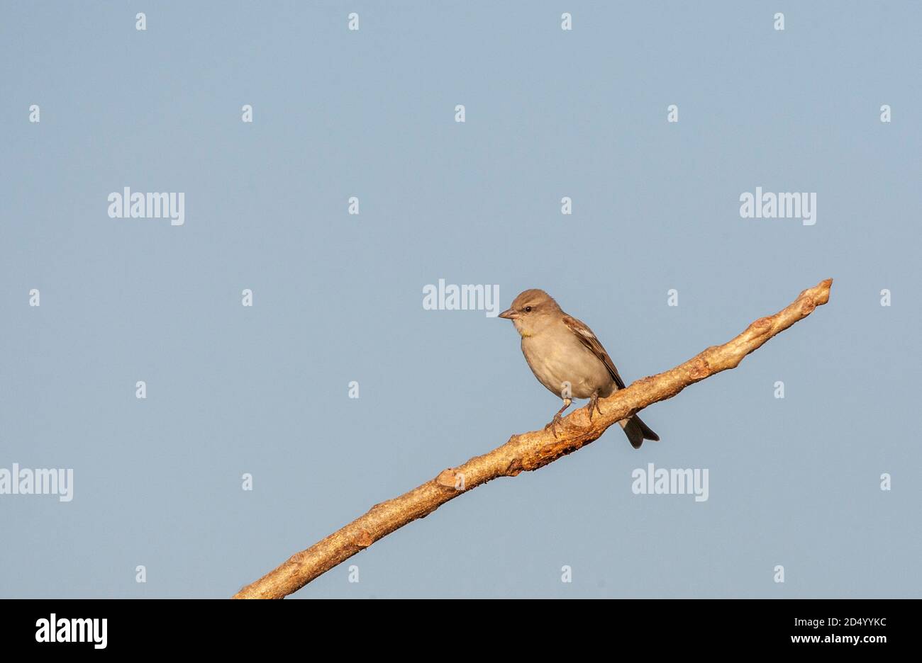 Passera punteggiata di giallo, Petronia con spalla di castagno (Gymnoris xantocollis xantocollis, Fringilla xantocollis xantocollis), seduta su un piccolo Foto Stock