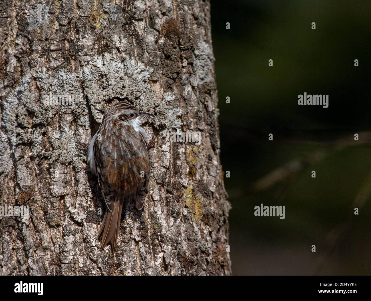 Orientalis Treecreeper eurasiatico (Certhia familiaris daurica, Certhia daurica), foraggio su un albero trunc in bosco, Giappone, Hokkaido Foto Stock