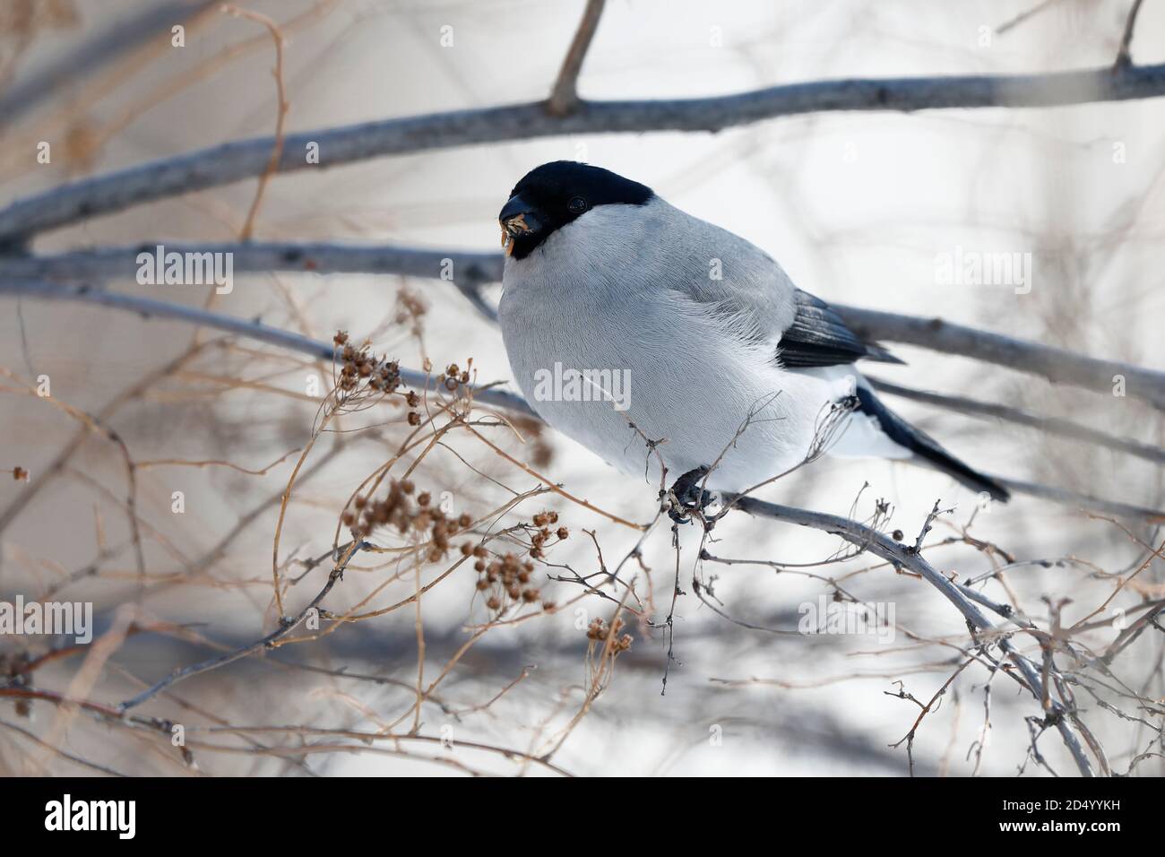 Baikal bullfinch (Pyrhula pirrhula cineracea, Pyrhula cineracea), maschio in inverno oraging in un piccolo cespuglio, Russia, Lago Baikal, Irkutsk Foto Stock