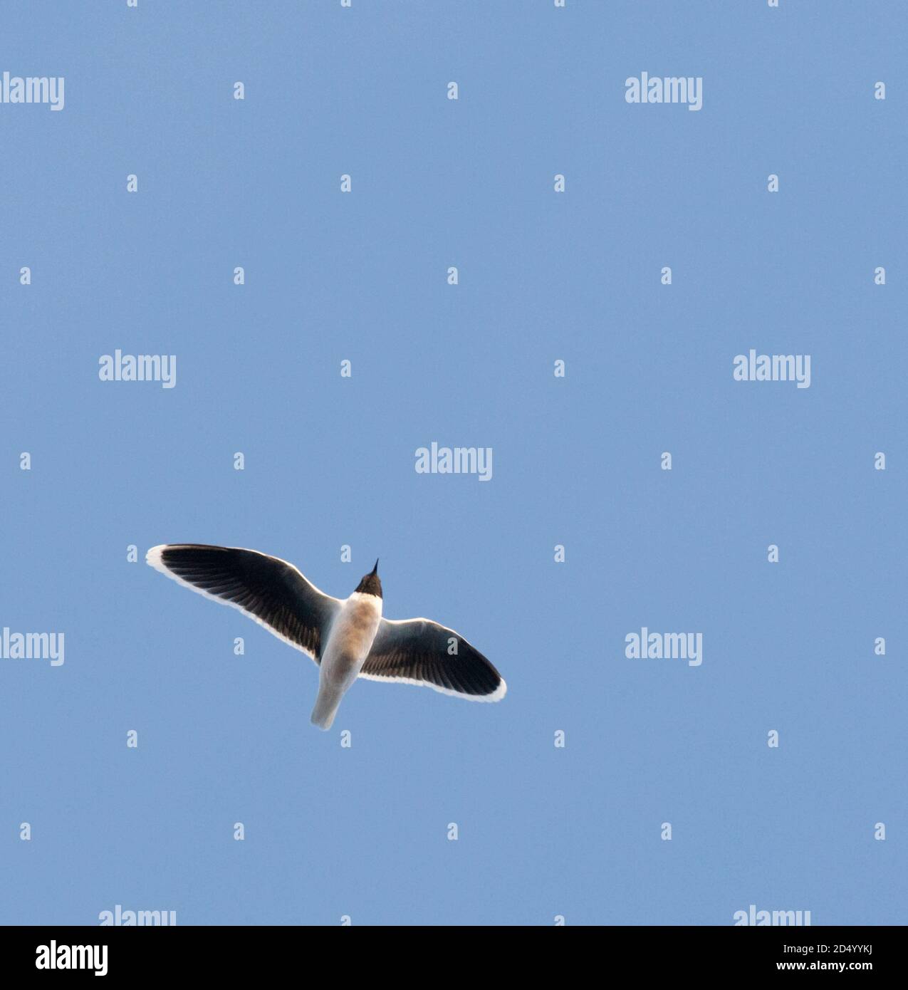 Gabbiano piccolo (Hydrocoloeus minutus, Larus minutus), Adulti in volo in piumaggio estivo, Paesi Bassi Foto Stock