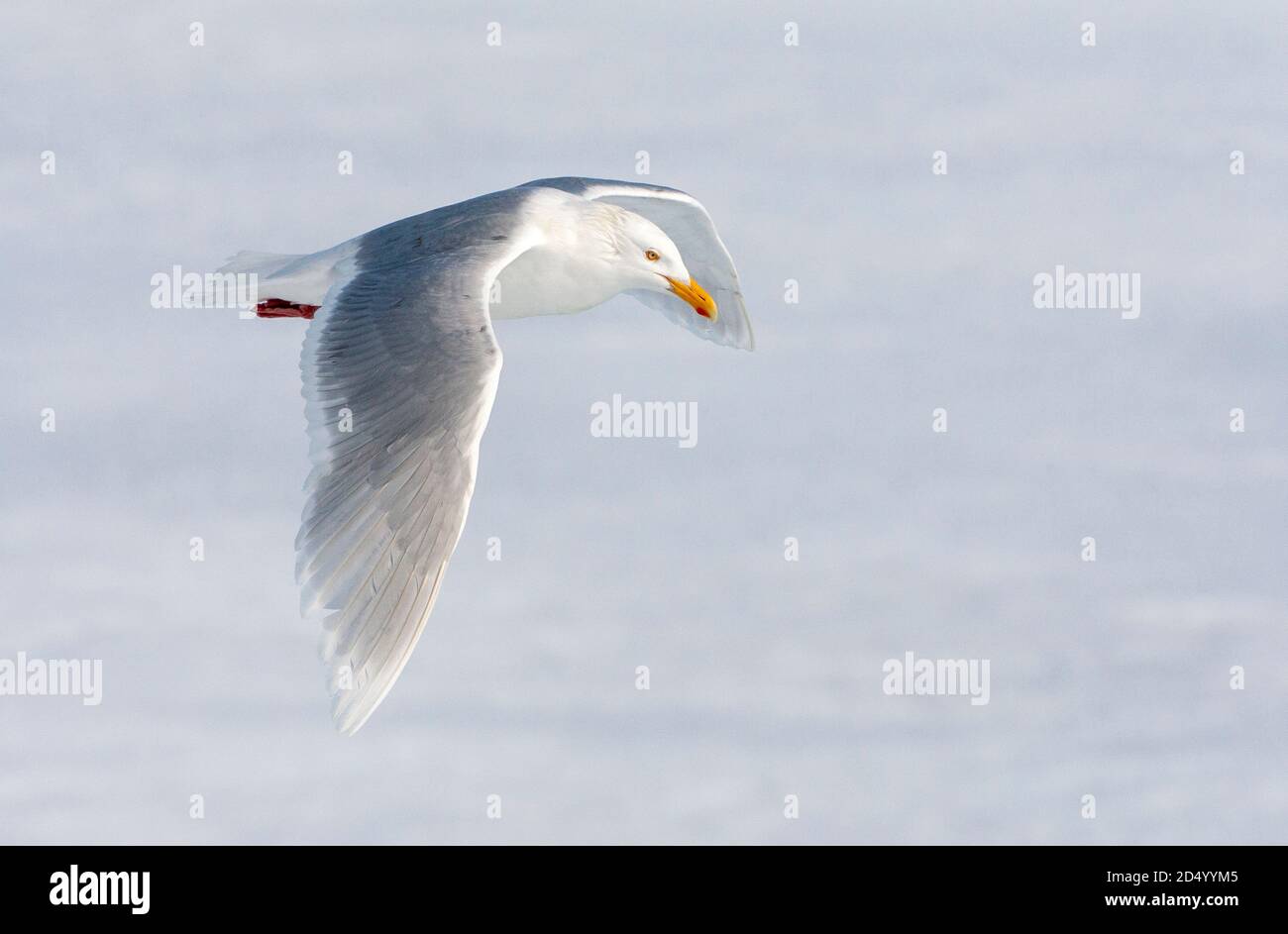 Gabbiano glaucous (Larus iperboreus), Adulti in estate piumaggio, volare sopra il ghiaccio deriva, Norvegia, Svalbard Foto Stock