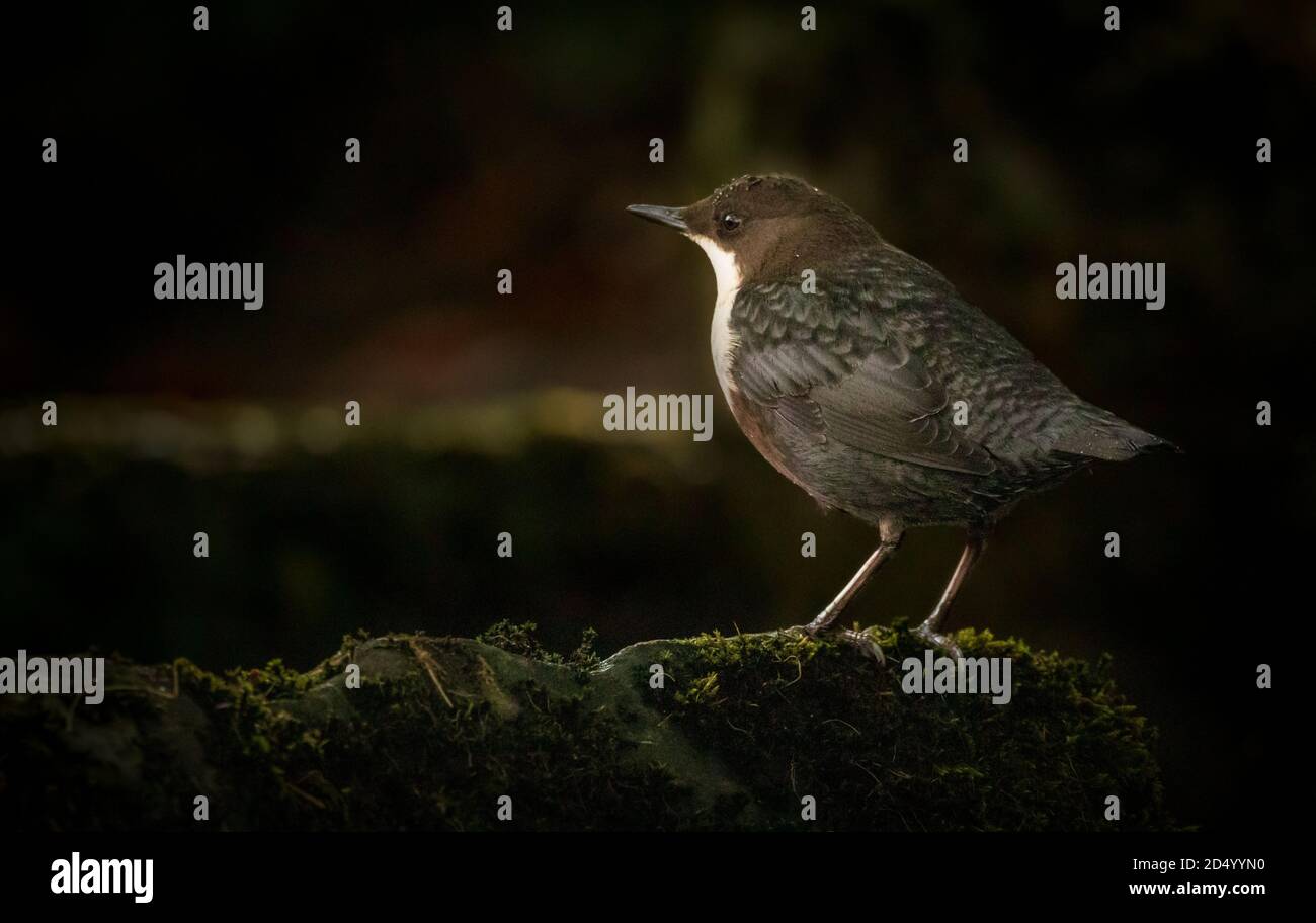 Dipper dalle gole bianche arroccato su una roccia ricoperta di muschio da un ombreggiato Ruscello nel parco nazionale del distretto di picco del Regno Unito Foto Stock
