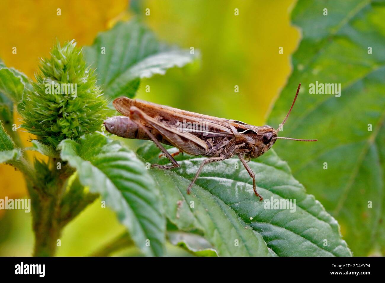 Il cavallino alato (Chorthippus biguttulus, Stauroderus biguttulus, Chorthippus variabilis), siede su una foglia, Germania, Nord Reno-Westfalia Foto Stock