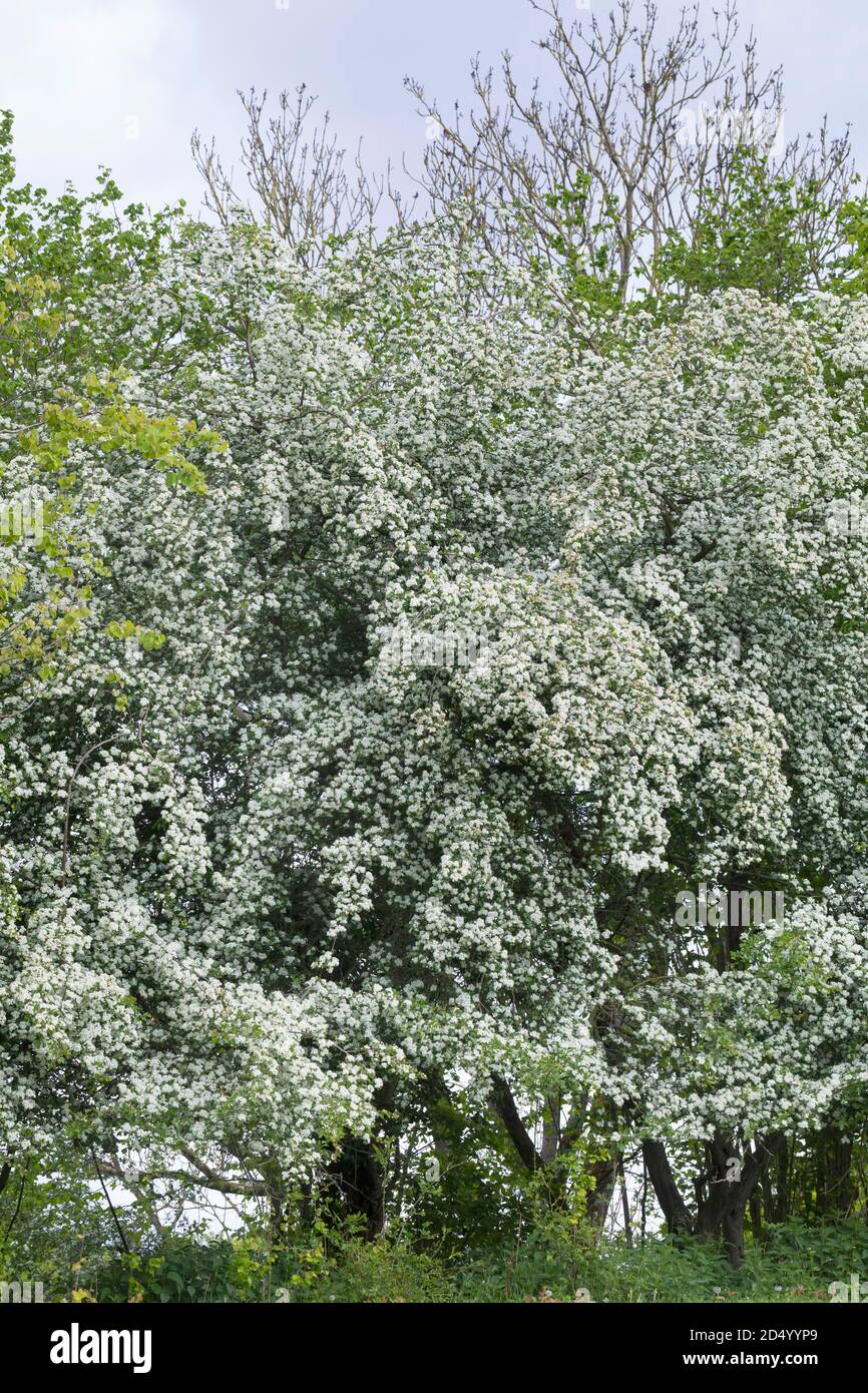 Biancospino, singleseed biancospino, inglese biancospino (Crataegus monogyna), fioritura, Germania Foto Stock
