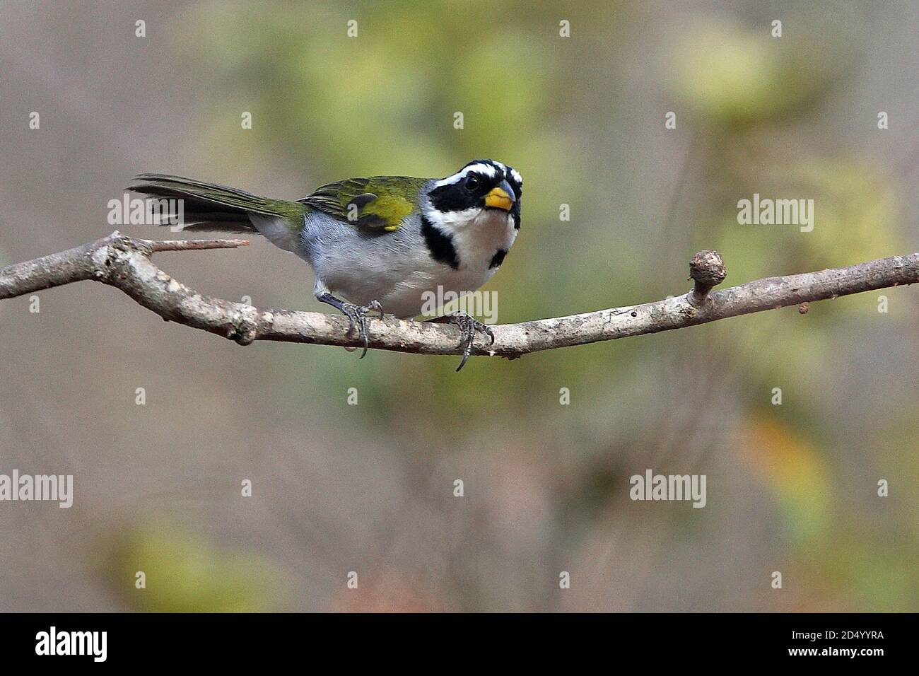 Sao Francisco Sparrow (Arremon franciscanus), Adulto in un ramo, un songbird endemico dal Brasile. Recentemente descritto, nel 1997, il Brasile Foto Stock