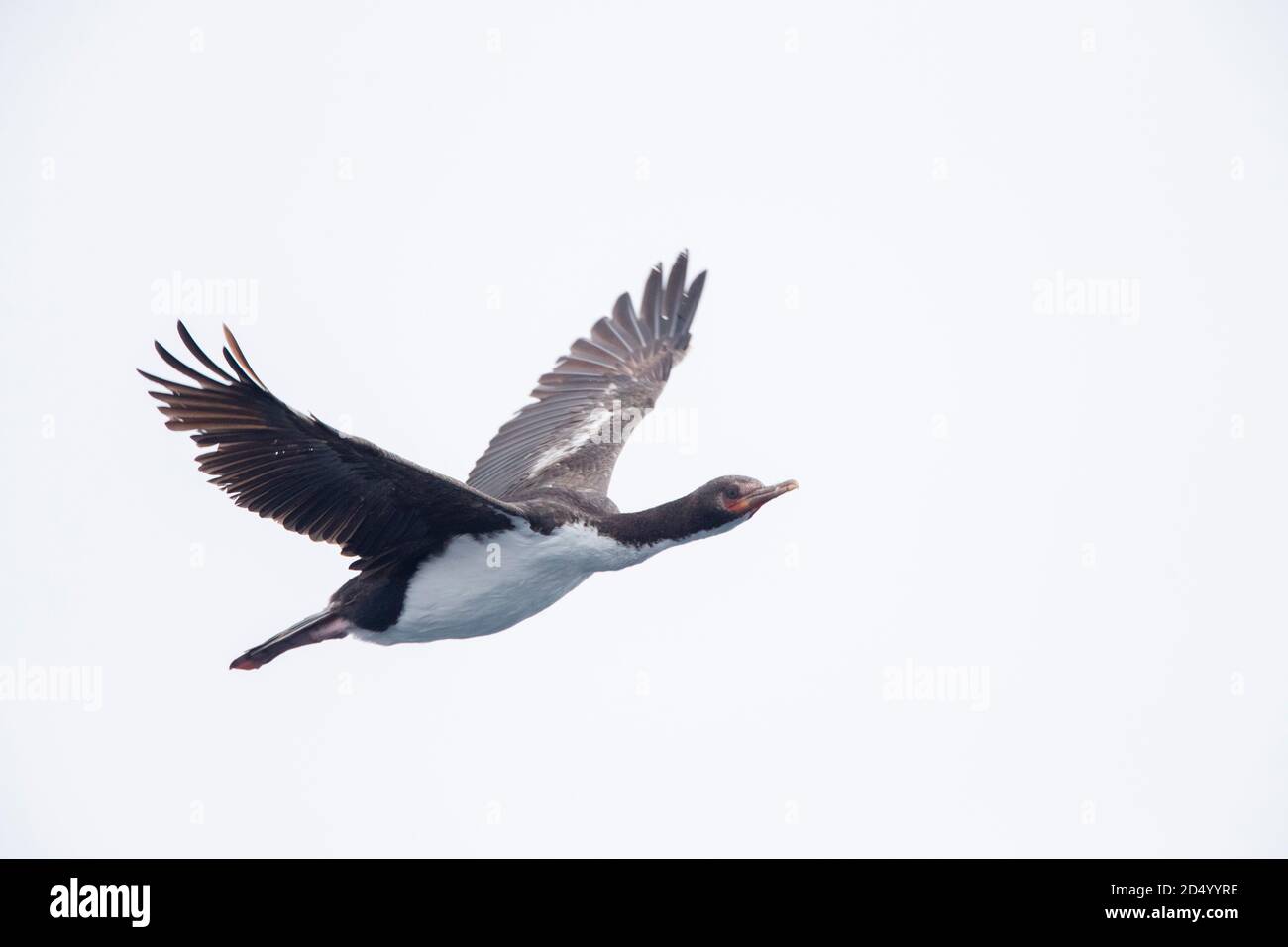 Bounty Shag, Bounty Island Shag (Phalacrocorax ranfurlyi, Leucocarbo ranfurlyi), adulto in volo, Nuova Zelanda, Isole Bounty Foto Stock