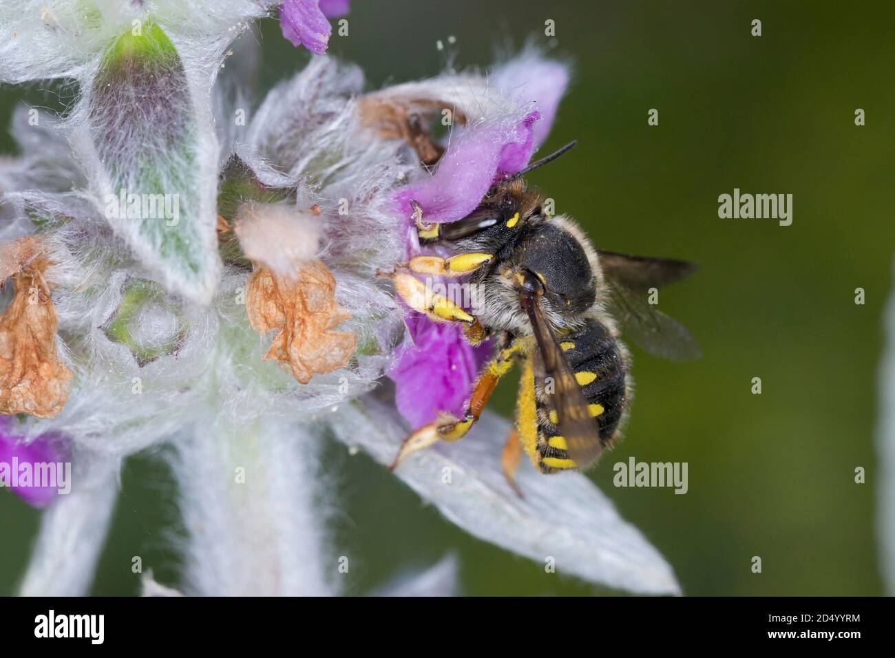 Ape di lana (Anthidium manicatum, Anthidium maculatum), femmina all'orecchio di agnello (Stachys byzantina), Germania Foto Stock