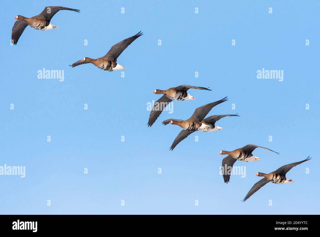 Oca bianca (Anser albifrons, Anser albifrons albifrons), linea di oche bianche in volo, Paesi Bassi Foto Stock