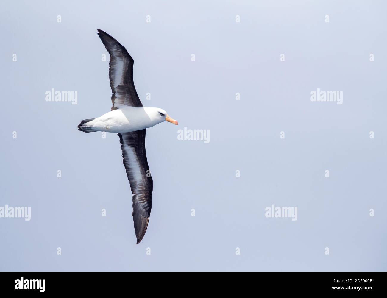 Campbell albatross, Campbell mollymawk (Thalassarche impavida), in volo sopra il Pacifico meridionale, la Nuova Zelanda, isole di Auckland, tra Foto Stock