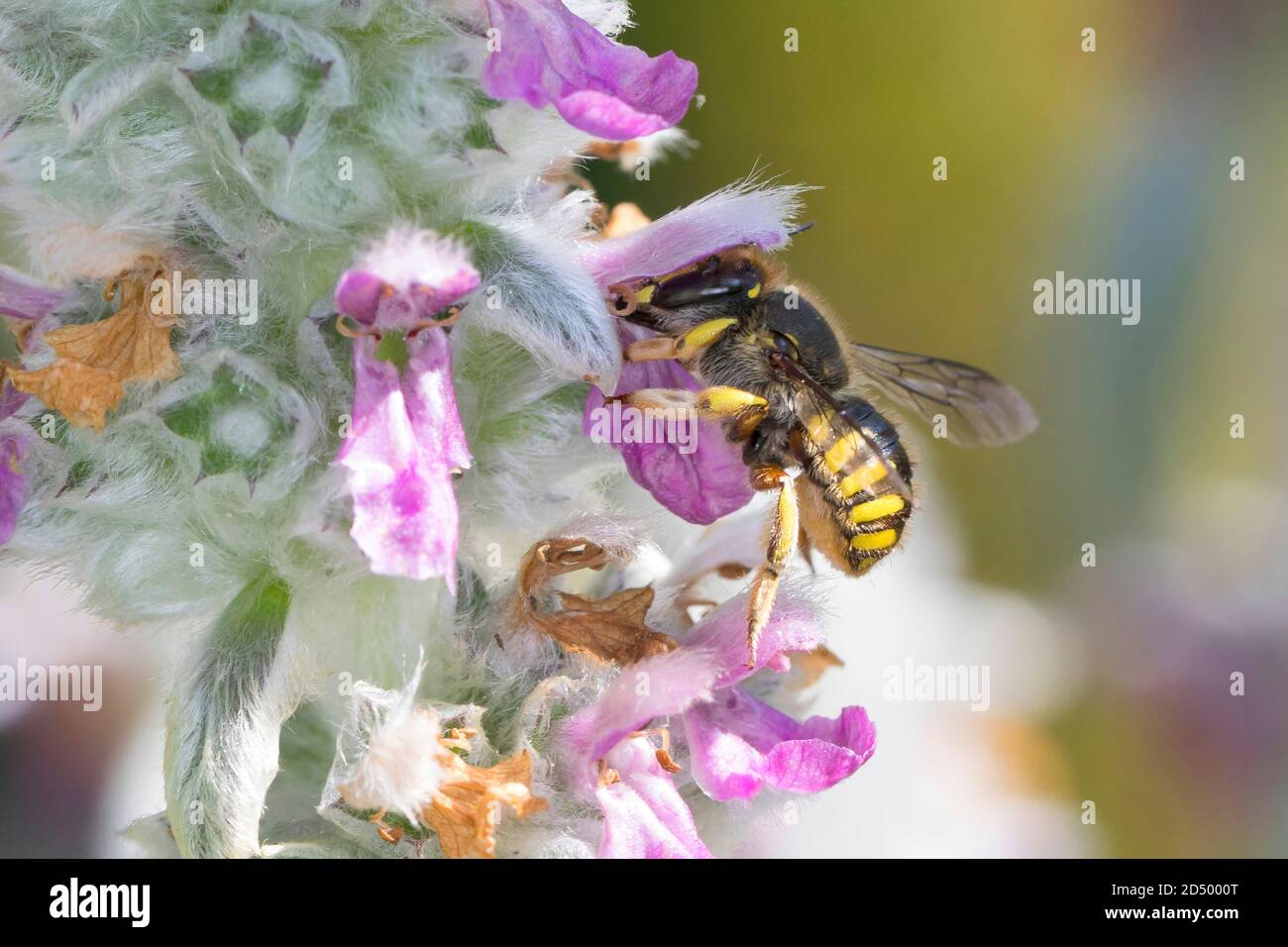 Ape di lana (Anthidium manicatum, Anthidium maculatum), femmina all'orecchio di agnello (Stachys byzantina), Germania Foto Stock